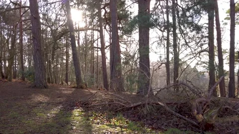 Sunlight through forest Stock Footage 146244441