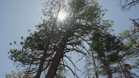 Sunlight through forest handheld slomo wide 4k Video stock 314925370