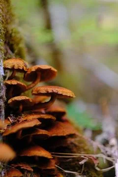 Sunlight through a forest interior 18 Stock Photos
