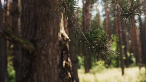 Sunlight Through Forest Leaves – Peaceful Jungle Scene with Natural Light Stock Footage 310531466