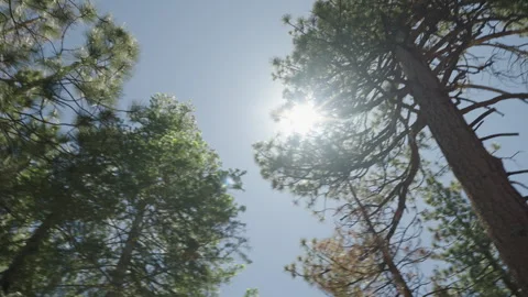 Sunlight through forest pan left slomo wide 4k Video stock 314925435