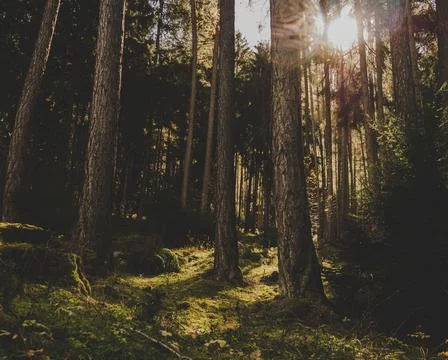 Sunlight Through The Forest Foto stock