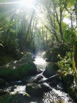 Sunlight Through Forest Stock Photos
