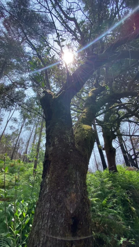 Sunlight through forest with tall tree and eucalyptus in background Stock Footage 310934868