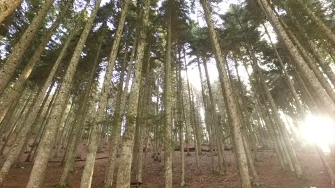 Sunlight through forest tree. Nature forest. sunser forest in Abant Turkey Stock Footage 139689267