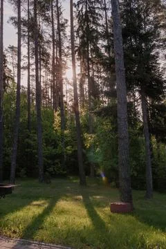 Sunlight through the forest trees. Beautiful morning in the forest Stock Photos