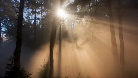 Sunlight Through Forest Trees Creates Mystical Atmosphere cinematic footage.. Stock Footage 321948549