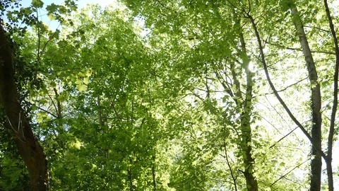 Sunlight Through Forest Trees Stock Footage 91184638