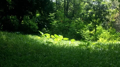 Sunlight Through Forest Trees on Green Grass 4K Stock Footage 317626483