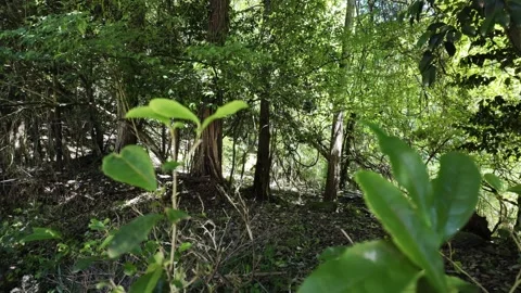 Sunlight Through Forest Trees With Green Leaves Stock Footage 339933982