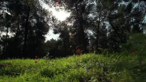 Sunlight Through Forest Trees with Lens Flare Stock Footage 327293198