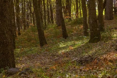 Sunlight Through Forest Trees Stock Photos