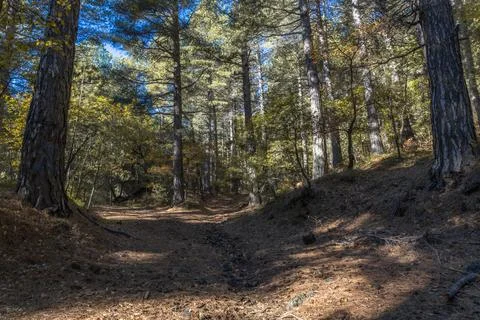 Sunlight Through Forest Trees Stock Photos