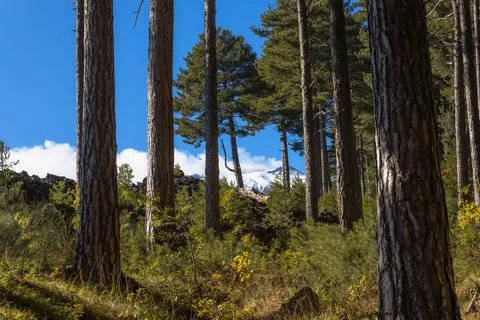 Sunlight Through Forest Trees Stock Photos