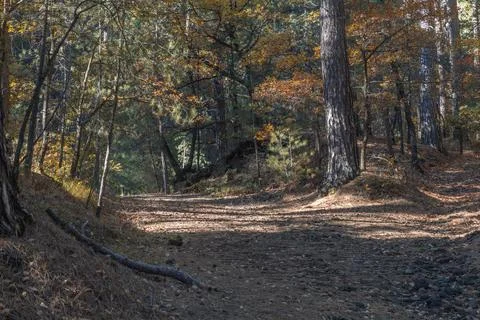 Sunlight Through Forest Trees Stock Photos