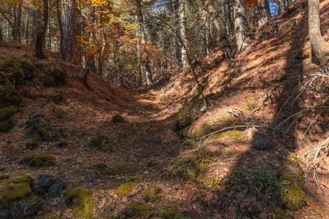 Sunlight Through Forest Trees Stock Photos
