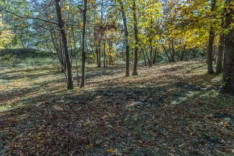 Sunlight Through Forest Trees Stock-Fotos