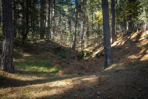 Sunlight Through Forest Trees Foto stock