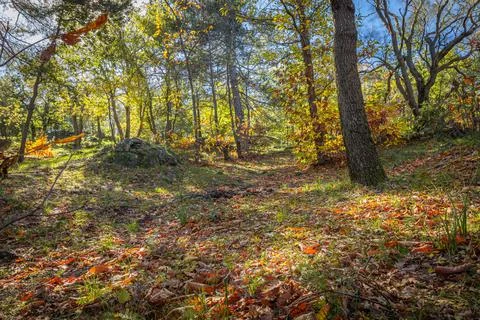 Sunlight Through Forest Trees Stock Photos