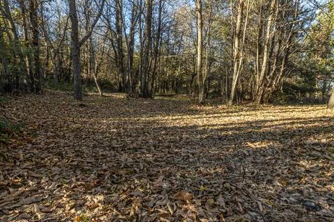 Sunlight Through Forest Trees Stock Photos