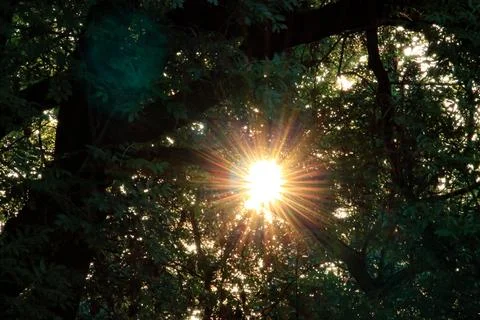Sunlight through forest trees Stock Photos