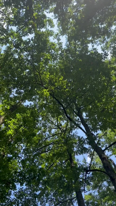 Sunlight Through Forest Trees – Vertical Nature Relaxation Video Stock-Footage 320395416