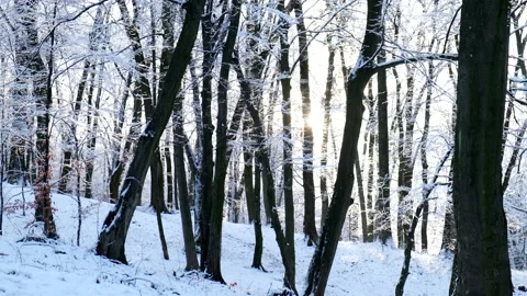Sunlight through forest trees winter season Stock Footage 166966417