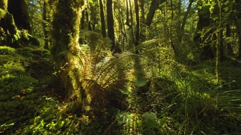 Sunlight through forest undergrowth Temperate forest, New Zealand, Fiordland  Stock Footage 240366794