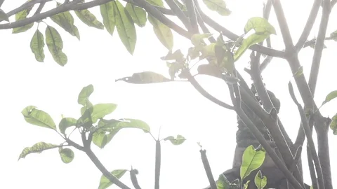 Sunlight Through Frangipani Tree in Bali Video stock 106153184