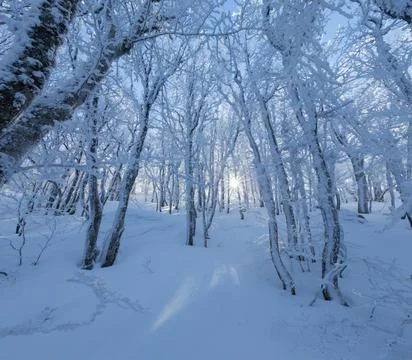 Sunlight Through a Frost-Covered Forest 스톡 사진