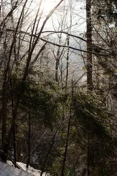 Sunlight Through Frosted Trees in Winter Forest Landscape Foto stock