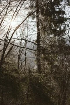 Sunlight Through Frosty Winter Forest Trees Stock Photos