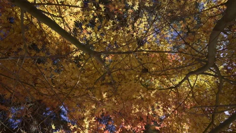 Sunlight Through Golden Maple Leaves Beside Lake Shoji Stock Footage 348546172