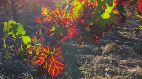 Sunlight through grape leaves Video stock 56664140