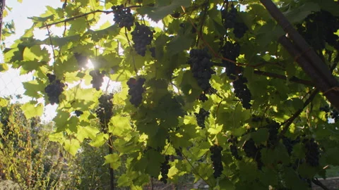 Sunlight through grapevines in vineyard. Wine production and agriculture concept Stock Footage 272766414