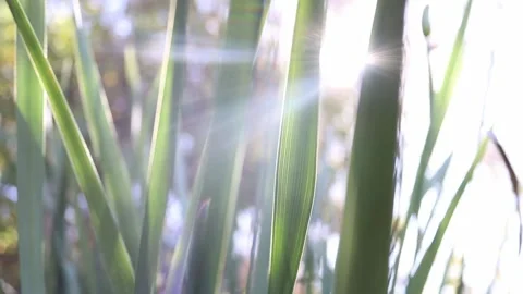 Sunlight through Grass Video stock 151247175