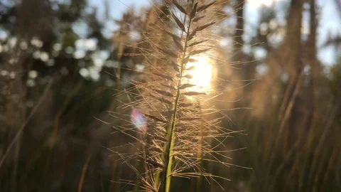 Sunlight through grass at sunset Video stock 99965282