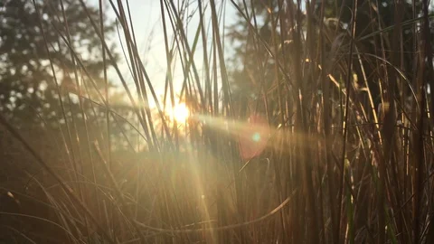 Sunlight through grass at sunset Video stock 99965310