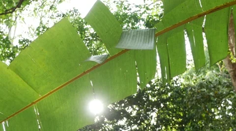 Sunlight through the green banana leaf. Jungle forest Stock Footage 48668131