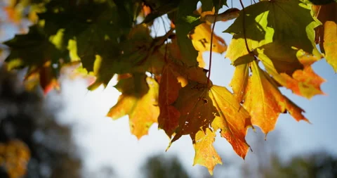 Sunlight through green foliage Stock Footage 318798457