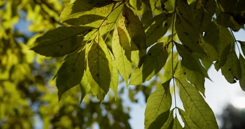 Sunlight through green foliage Stock Footage 318798484