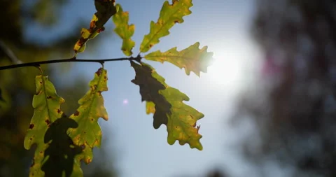 Sunlight through green foliage Stock Footage 318798696