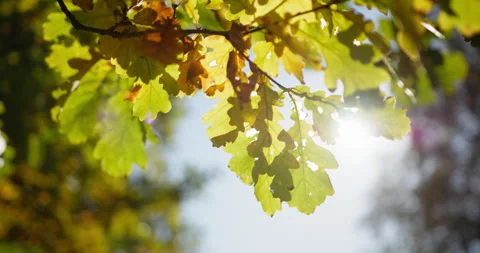 Sunlight through green foliage Stock Footage 318798748