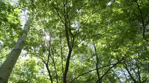 Sunlight through green forest canopy, swaying branches, fixed cam Stock Footage 338311921