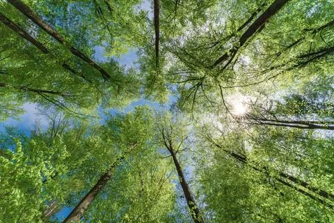 Sunlight through green forest creates serene and picturesque scene of natur.. Stock Photos