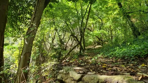 Sunlight Through Green Forest Stock Footage 319887925