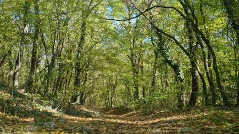 Sunlight Through Green Forest Trees in Calm Woodland Scene Stock Footage 320735990