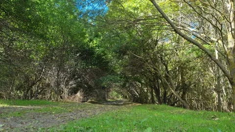 Sunlight through green forest tunnel with trees and shadows Stock Footage 319572958