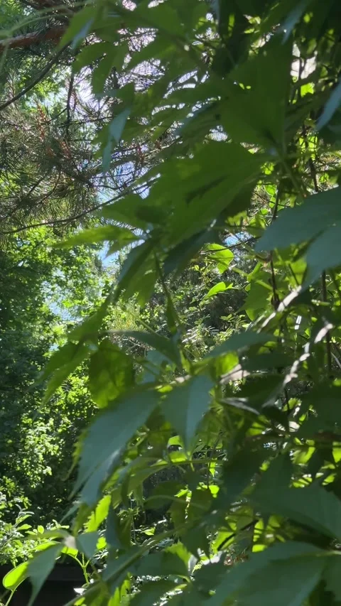 Sunlight Through Green Garden Leaves in Summer Stockbeeldmateriaal 337344505