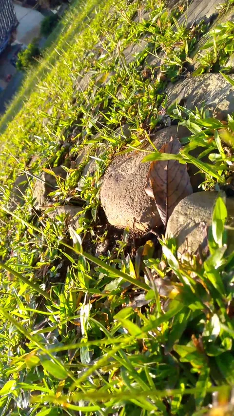 Sunlight Through Green Grass with Lens Flare 4K Stock-Footage 341863172